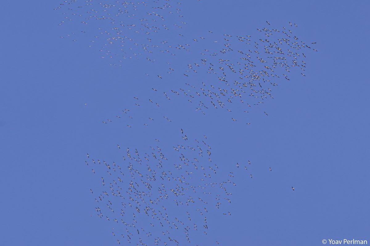 yoavperlman's tweet image. Great White Pelican migration today was awesome!