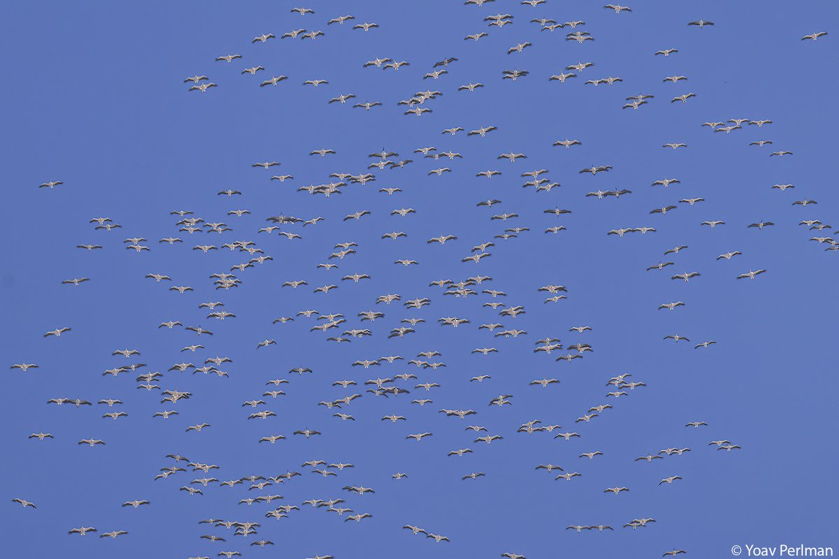 yoavperlman's tweet image. Great White Pelican migration today was awesome!