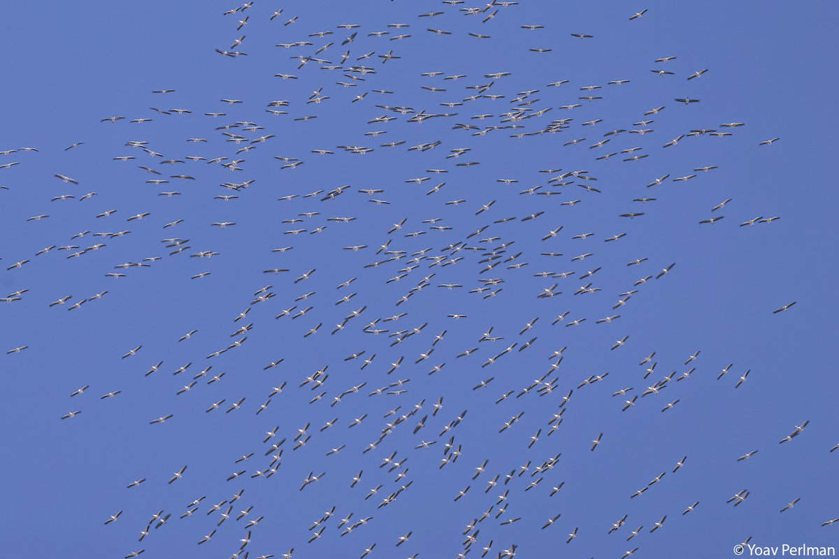 yoavperlman's tweet image. Great White Pelican migration today was awesome!