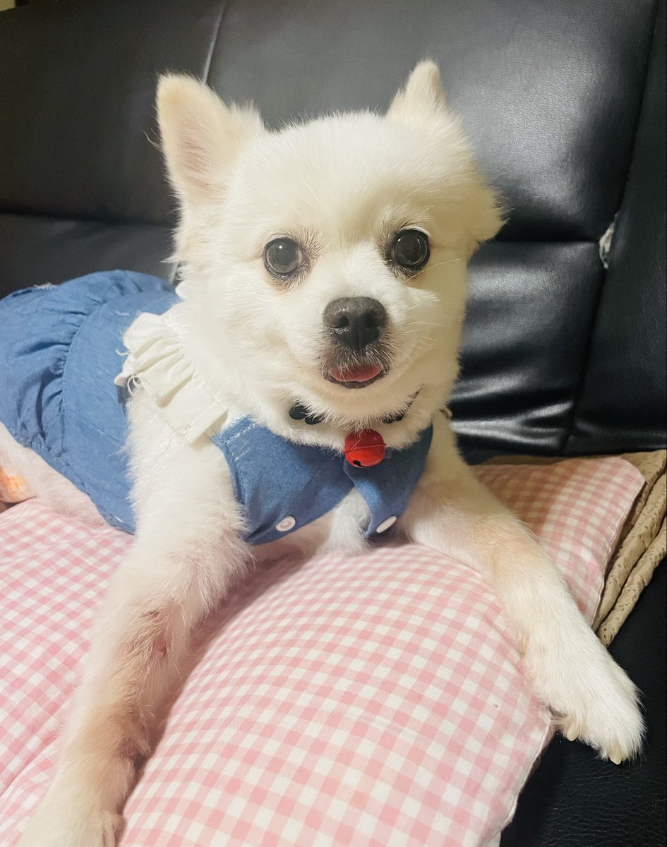 昨日やけどした(߹꒳​߹ )
激痛…水ぶくれが指やら腕やらにたくさん😢
痛み止め飲んで寝よ…寝れるか

保護犬、桃ちゃん🍑
1年以上経つと顔が変わる♥
穏やかな可愛い顔
でも不安になると手を舐めて傷だらけ😥
心のケアが大事

#やけど #激痛 #水ぶくれ
#病院に行くべきか悩む
#デカポメ #保護犬
#チワワ