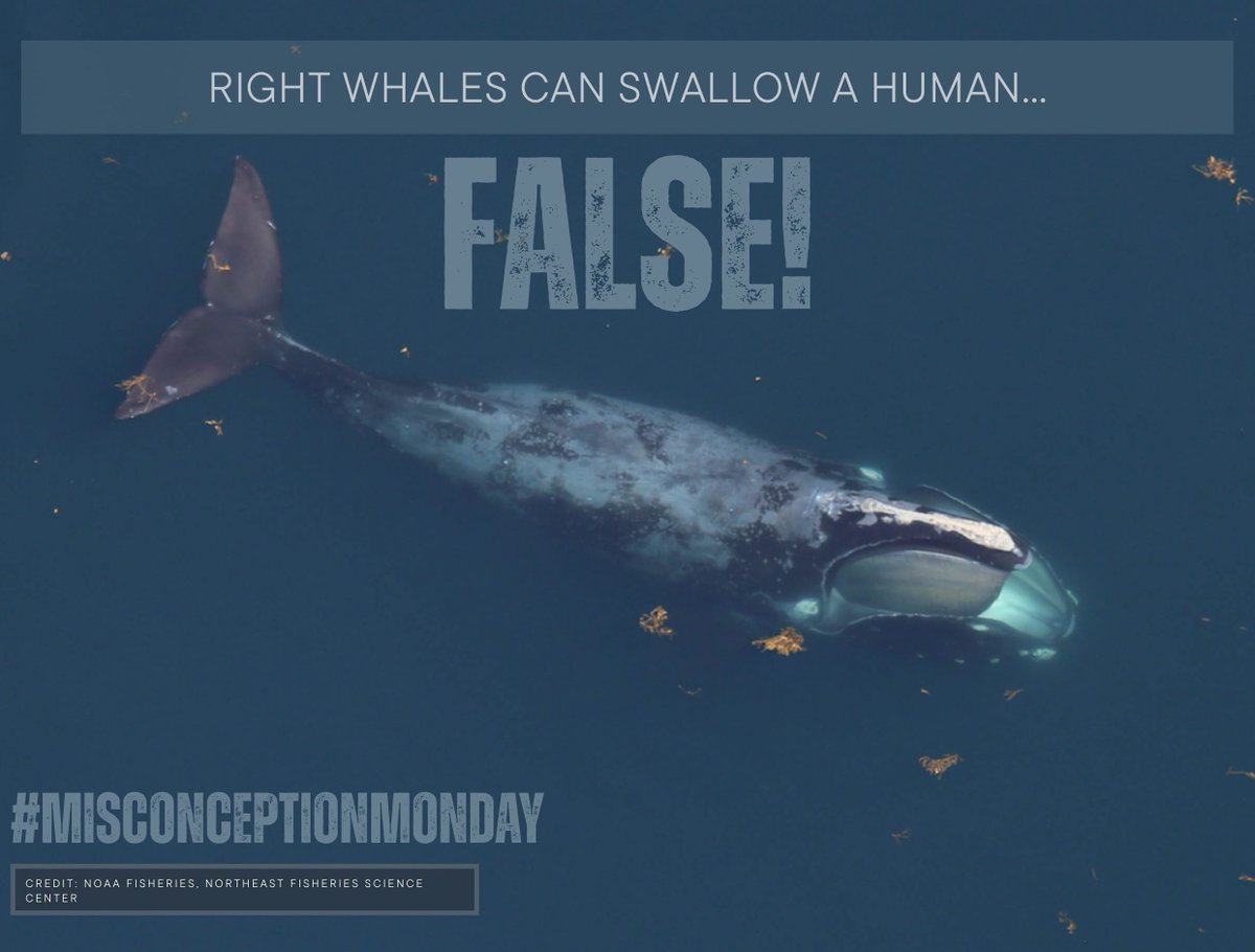 Right Whale Festival tweet media