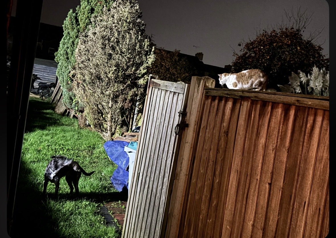 smilingwillhelp's tweet image. A sad day in our family. My daughter’s dog, Poppy, has had to be put to sleep. 15 years have caught up with her. She had sausages for her breakfast. Here she is keeping an eye on next doors cat.