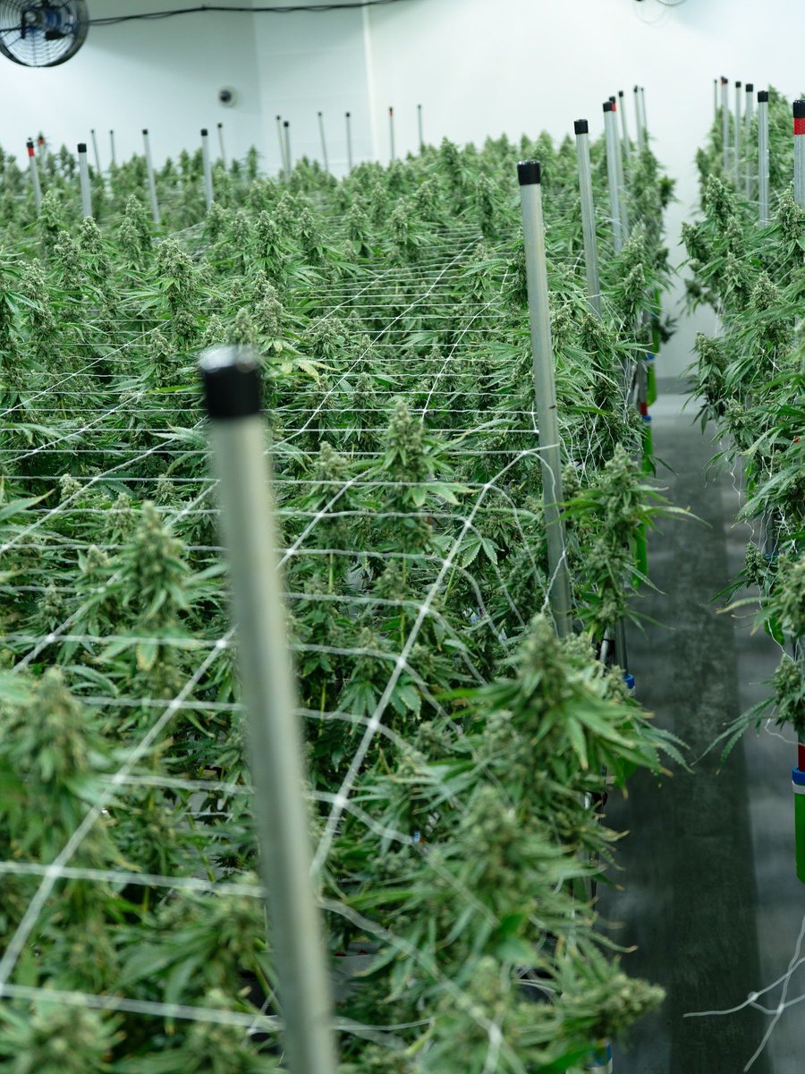 A clean, professional marijuana growing facility combines strict regulatory compliance with industrial-grade sanitation and controlled-environment practice.

Keep out of reach of children 
For use only by adults 21 years of age and older Alternative Medicine Association RC087 /