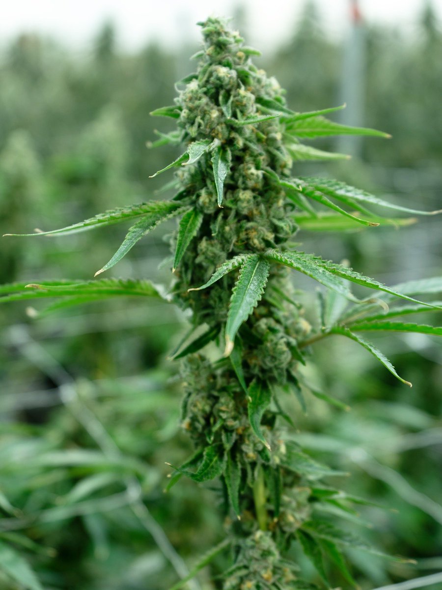amanev702's tweet photo. A clean, professional marijuana growing facility combines strict regulatory compliance with industrial-grade sanitation and controlled-environment practice.

Keep out of reach of children 
For use only by adults 21 years of age and older Alternative Medicine Association RC087 / https://t.co/EvZd5MVeXu