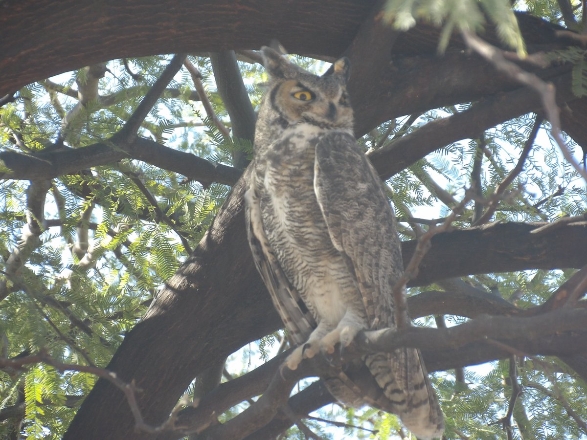real_mjc's tweet image. meanwhile in casa grande..     a Great Horned Owl
