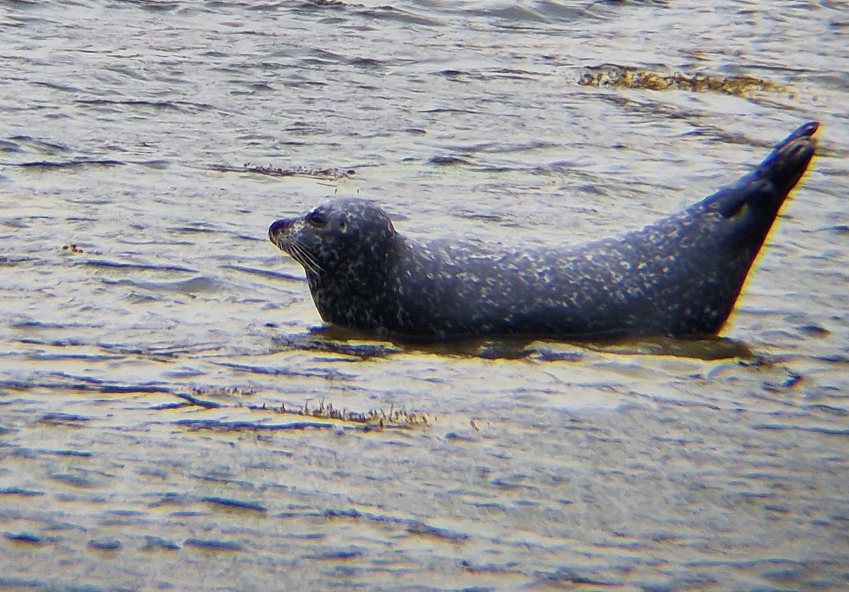 Arran day 2 - A first Golden Eagle of the holiday with a well marked immature bird trying to panic a Red Deer hind above Lochranza with a Redwing over and a Dipper, Black Guillemot &amp; 7 Red Breasted Merganser on the sea with two gorgeous Red Squirrel in the village  <a href="/arranbirding/">Jim Cassels</a>