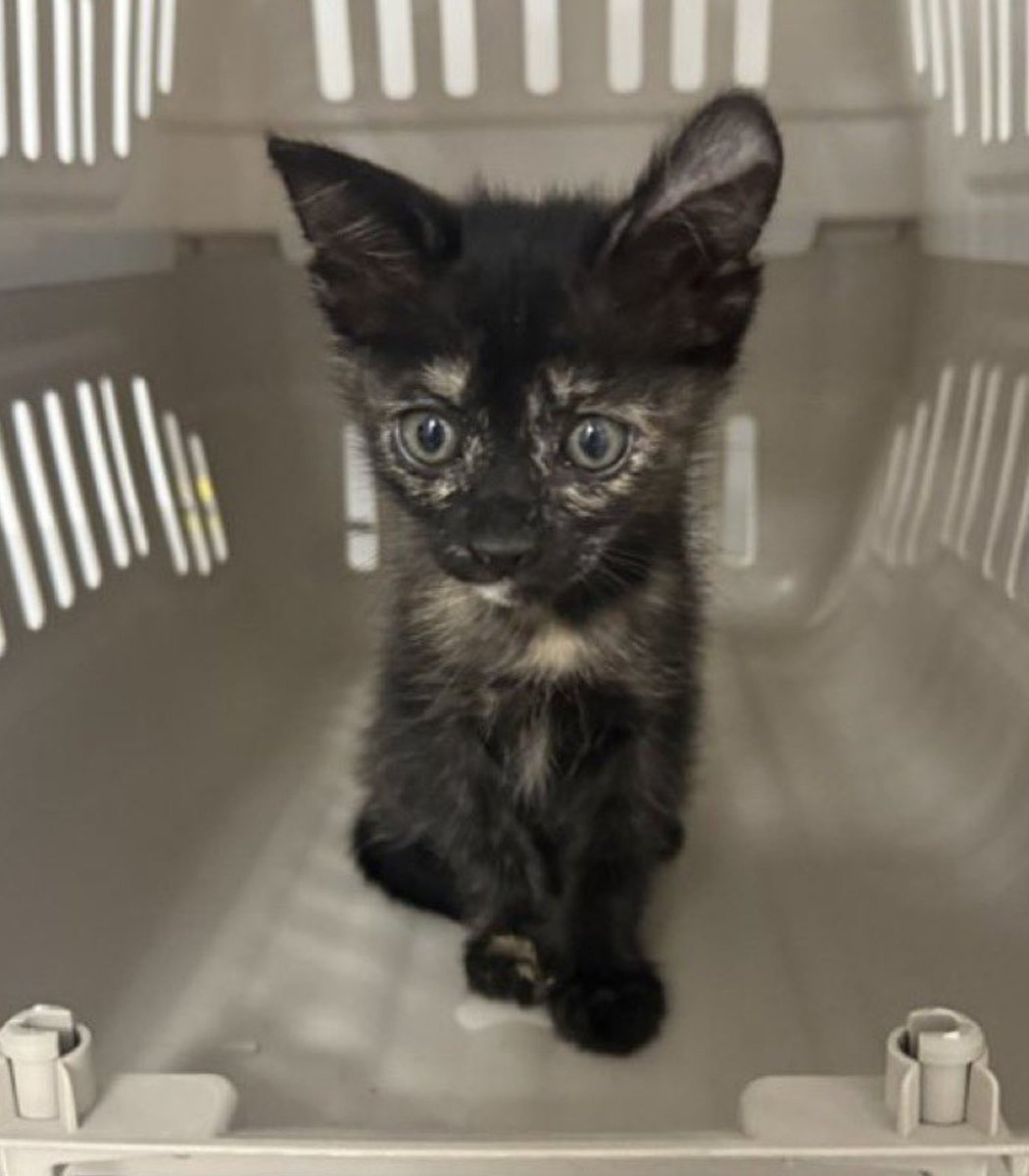 Dexerto's tweet image. British creator &quot;Lord Miles&quot; has reportedly been arrested in Saudi Arabia attempting a 40-day-fasting challenge
 
He says the kitten he rescued during the fast has died following his detention