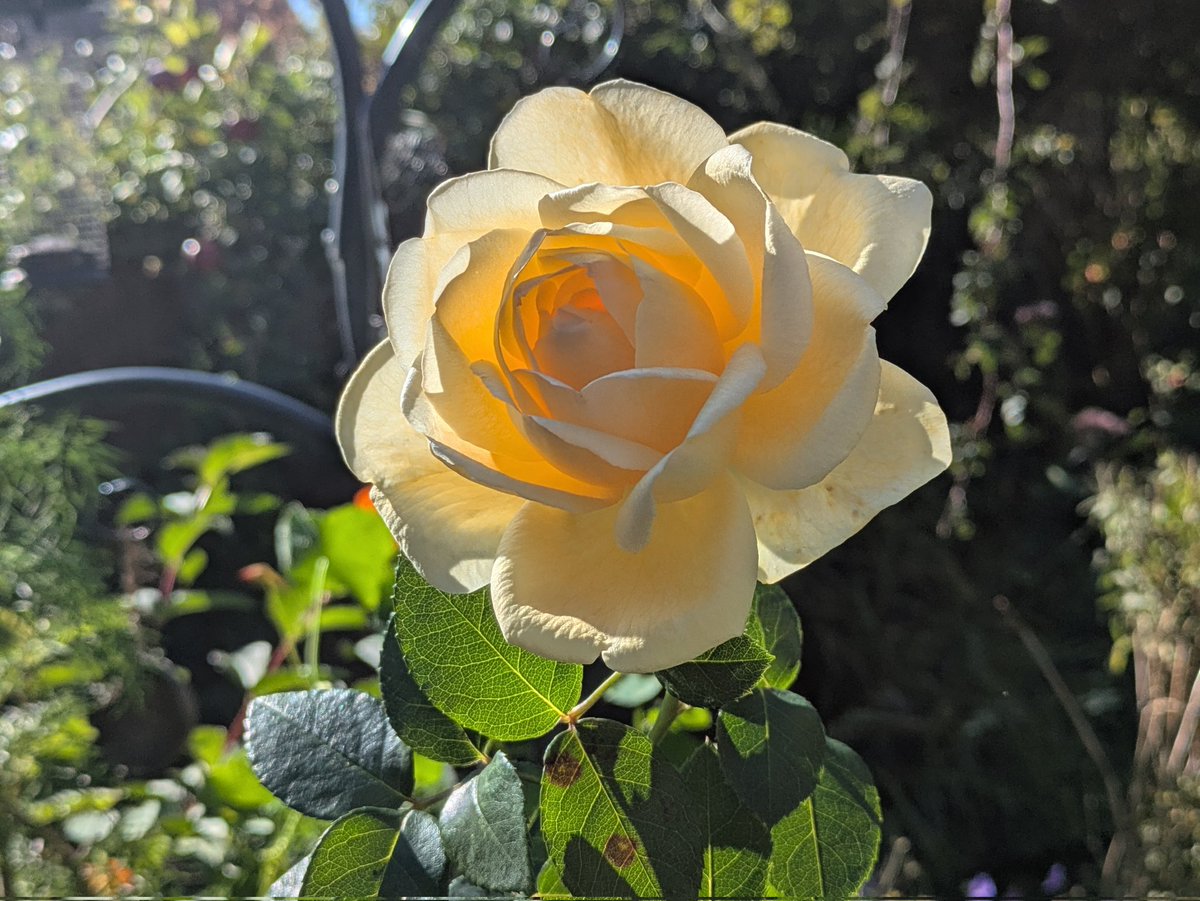 ArableEmily #formerlyknownasweeds tweet media