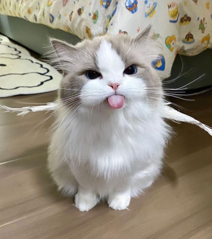 I don’t meow for attention…
I meow for respect.
And yes, my tongue’s out  deal with it.😼✨