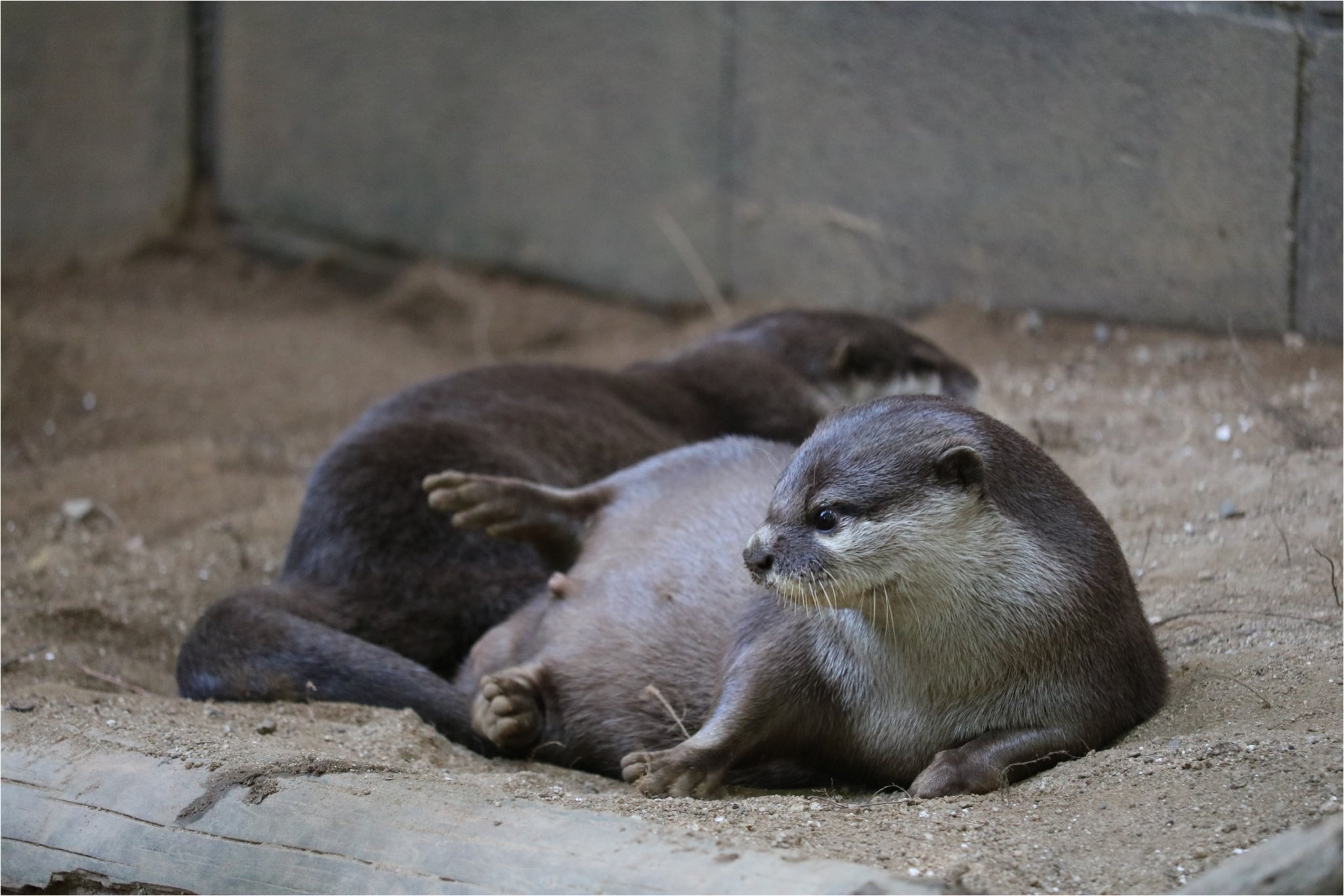 カワウソ mqdefault.jpg