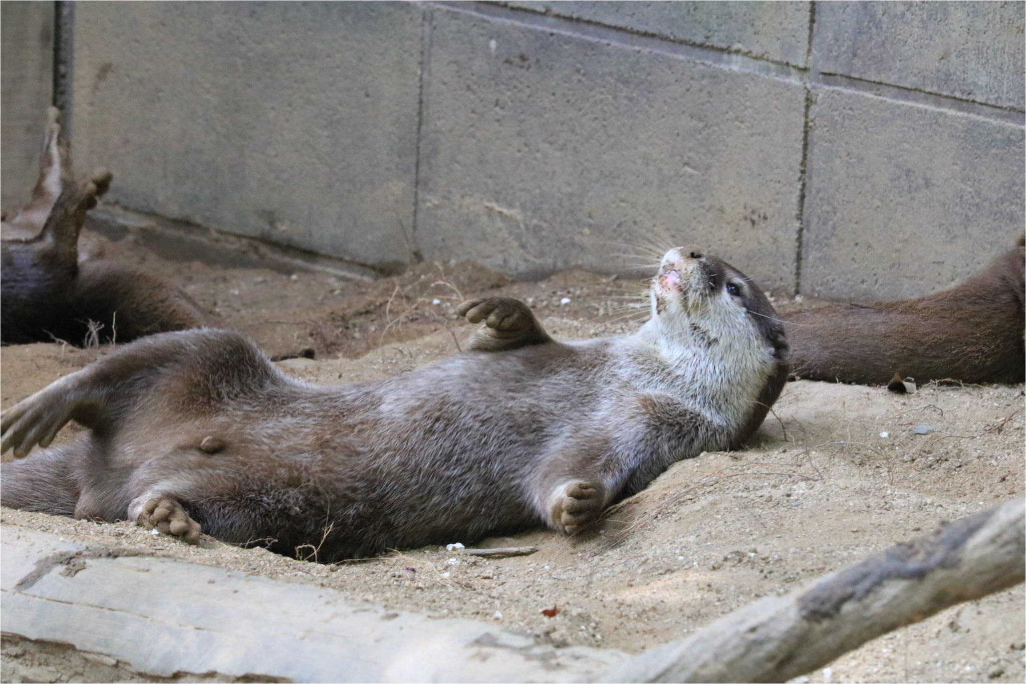 動物と共に…… 動物撃退器 超音波 ソーラー充電式 猫よけ 鳥よけ【2025最新
