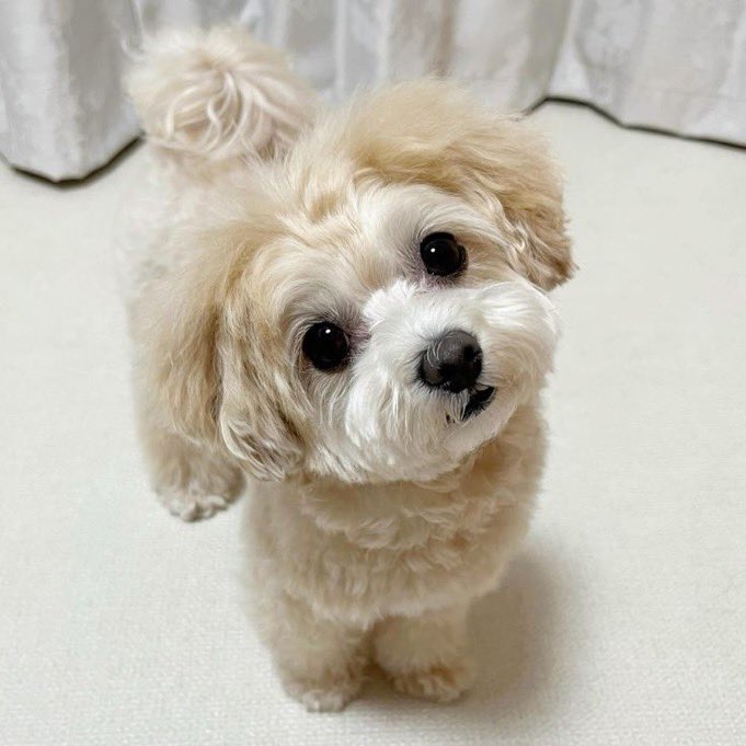 Pawes_and_pups's tweet image. 