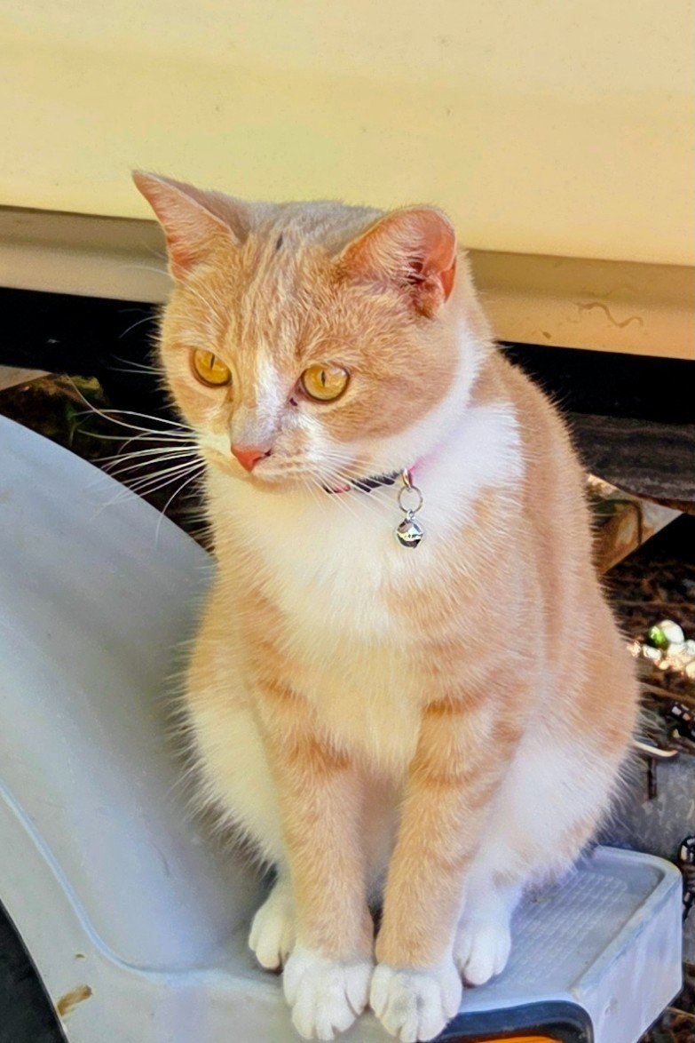 Apparently the neighbors don't appreciate me hanging around their bird feeders so mom put this stupid bell on me. I bet they don't mind me killing rats though.😼