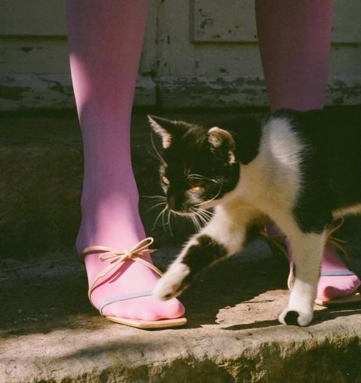 Il gatto trasforma le emozioni 
negative in positive
Accarezzandolo ti senti meglio
Quando si strofina
il tuo spirito si rallegra
Quando ti miagola
parla con te una lingua d’amore
Quando ascolti le sue fusa
la tua anima si rasserena

Questa è la sua magia.

 De Biasi