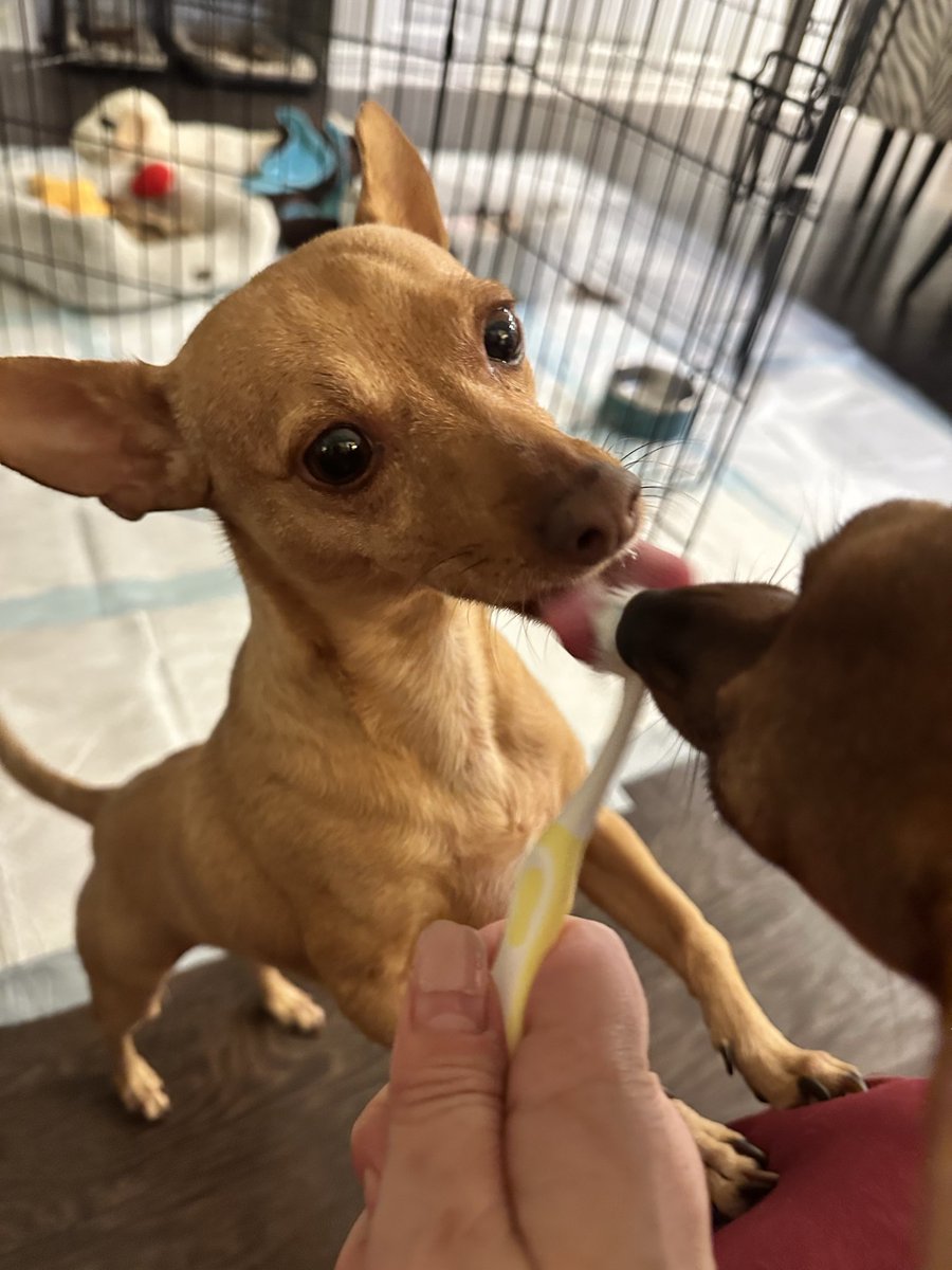 JenLovesPets's tweet photo. Brush your teeth! https://t.co/MvXvjrjZ9U