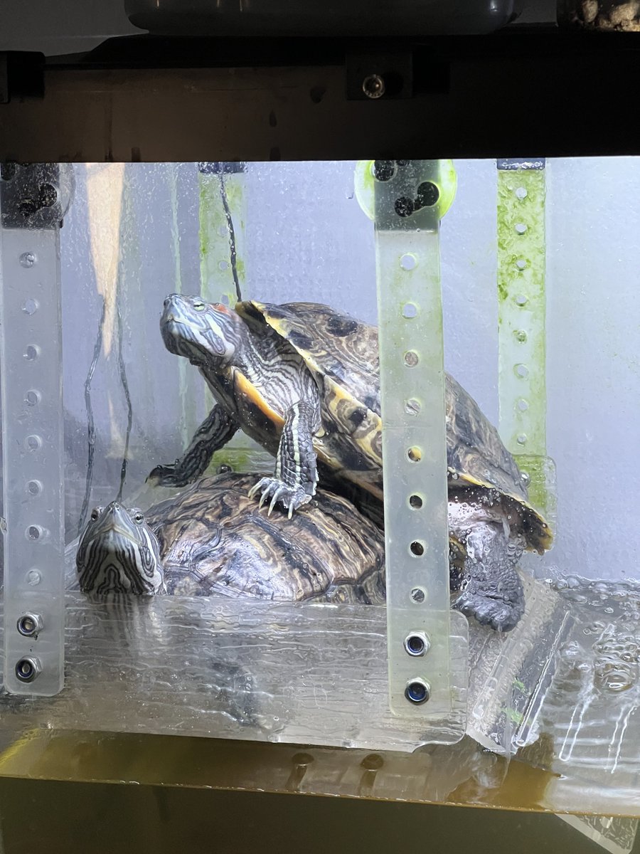 🏳️⚧️\ Ruby /🏳️⚧️ (@rubydafloof) on Twitter photo Bro… what the hell are my turtles doing? This isn’t Jenga 😭 Bro… what the hell are my turtles doing? This isn’t Jenga 😭