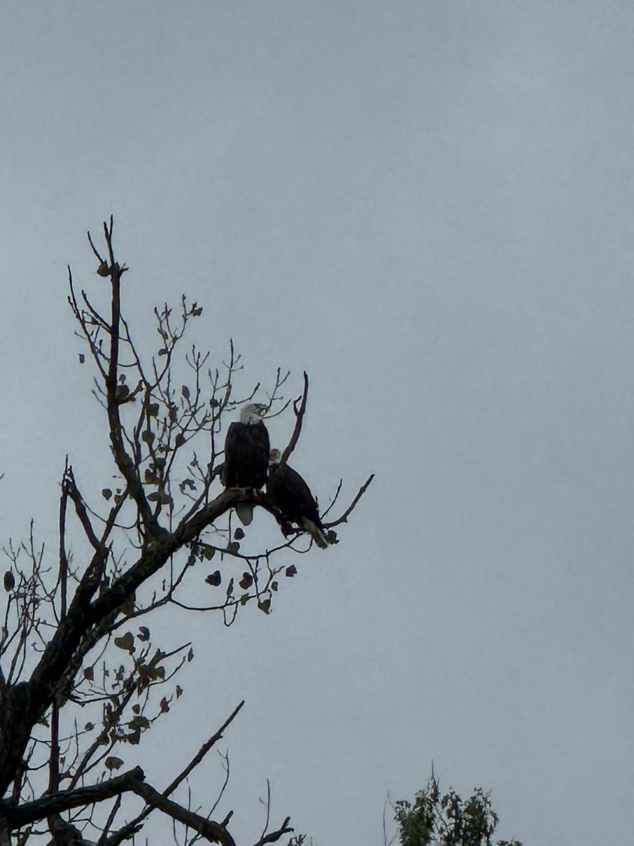 CaptTSulli's tweet image. Our escort team is on overwatch here on the Cumberland River. #baldeagle #America