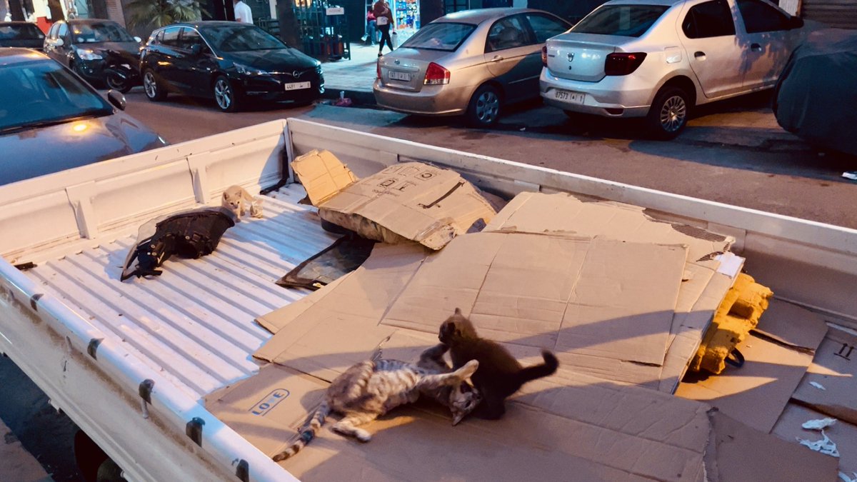 golden boy tweet media