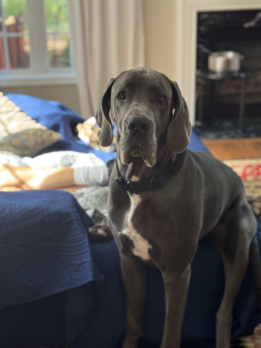 BillyLeFloof's tweet photo. Hi.  I’m Oslo. https://t.co/fcDSAIeiyy