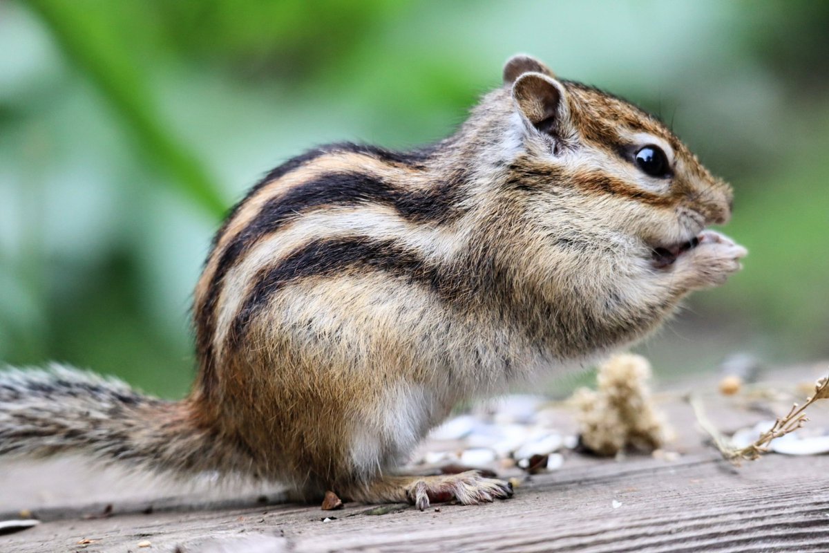 10月7日火曜日
おはおはなっすー🍆
＃おはドワ　＃シマリス　＃リス　＃りす