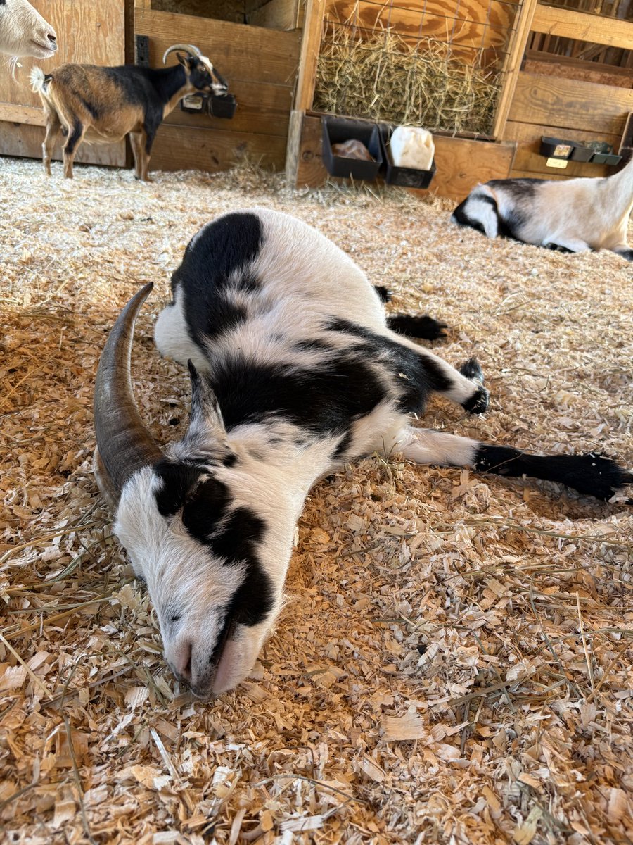 Barn Sanctuary tweet media