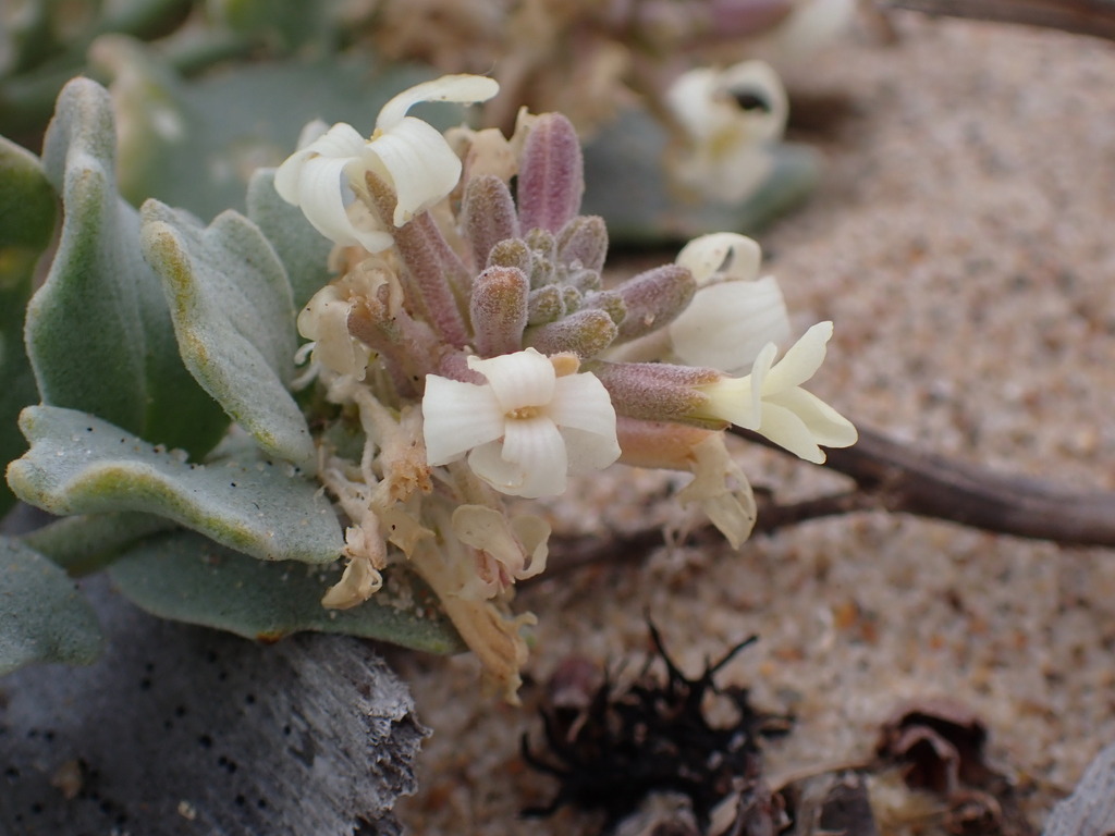 Western North American Naturalist tweet media