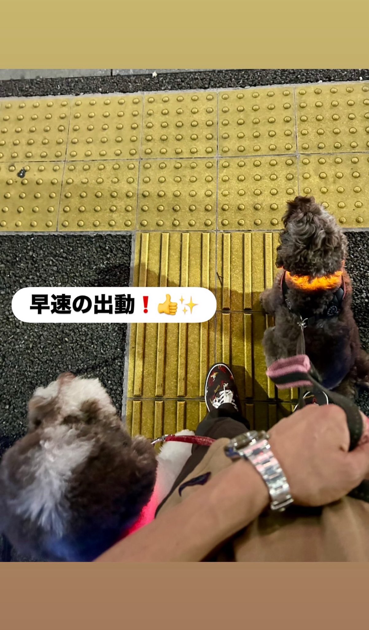 MASSES　TAM　ニットタム　マスタード　MUSTARD　木村拓哉 MASSES TAM ニットタム マスタード MUSTARD 木村拓哉 第7弾