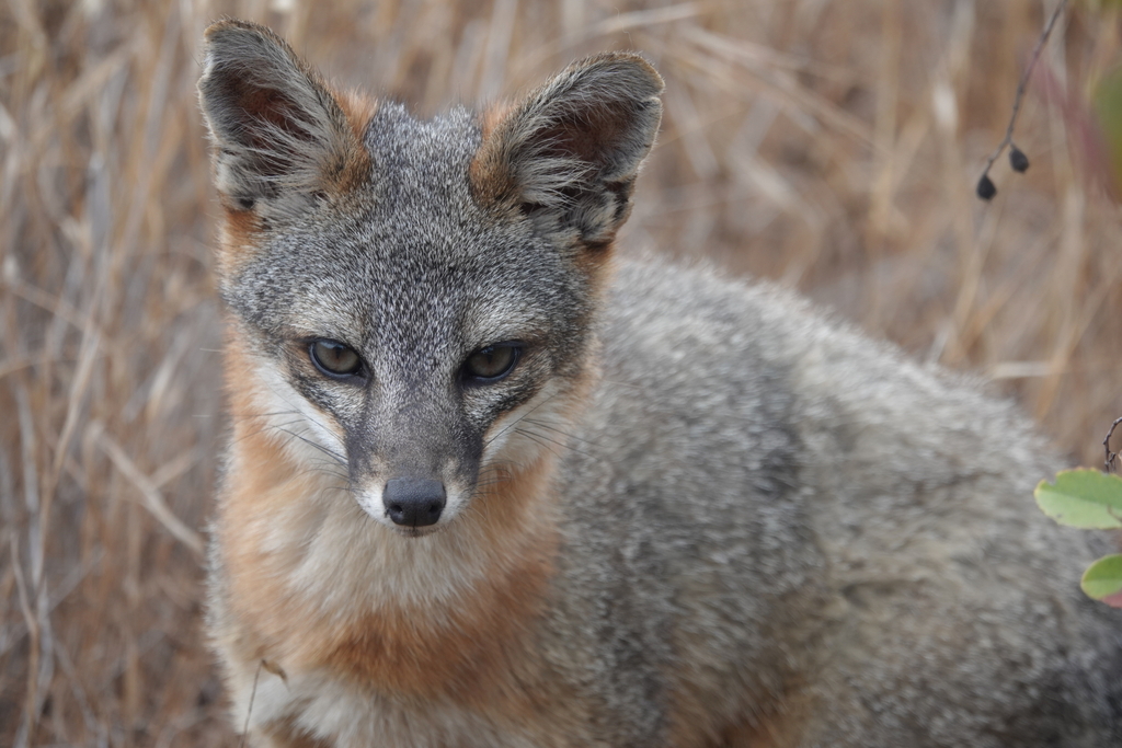 Western North American Naturalist tweet media