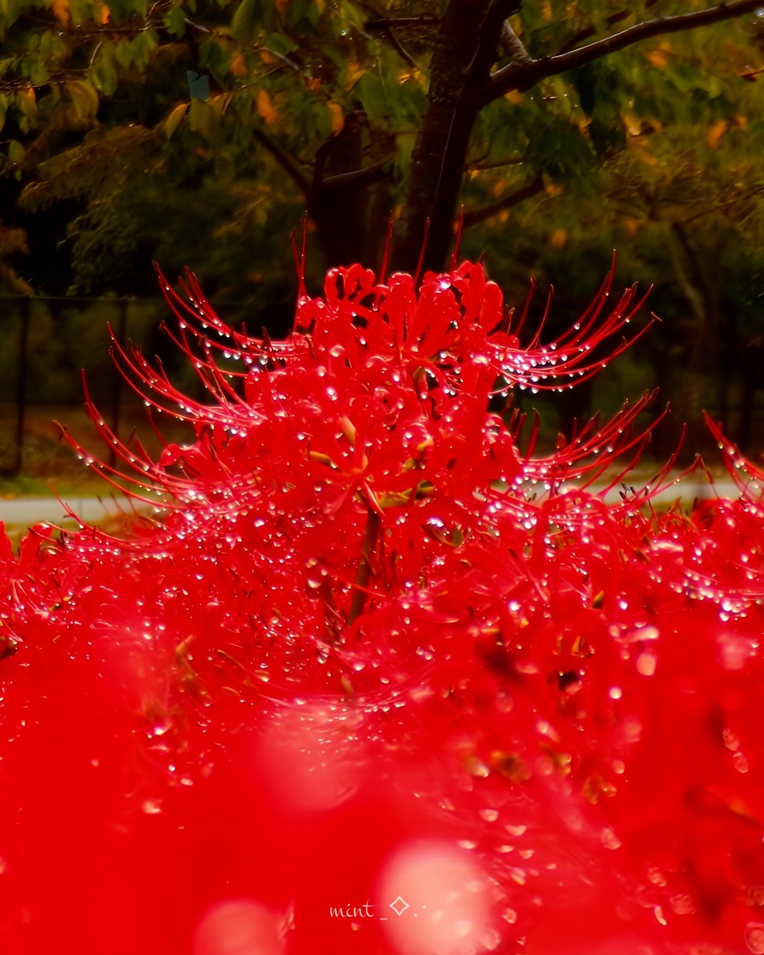 花＊花♡ ざくばら on X: 