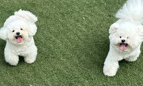 RELEASE THE HOUNDS! RELEASE THEM!!!