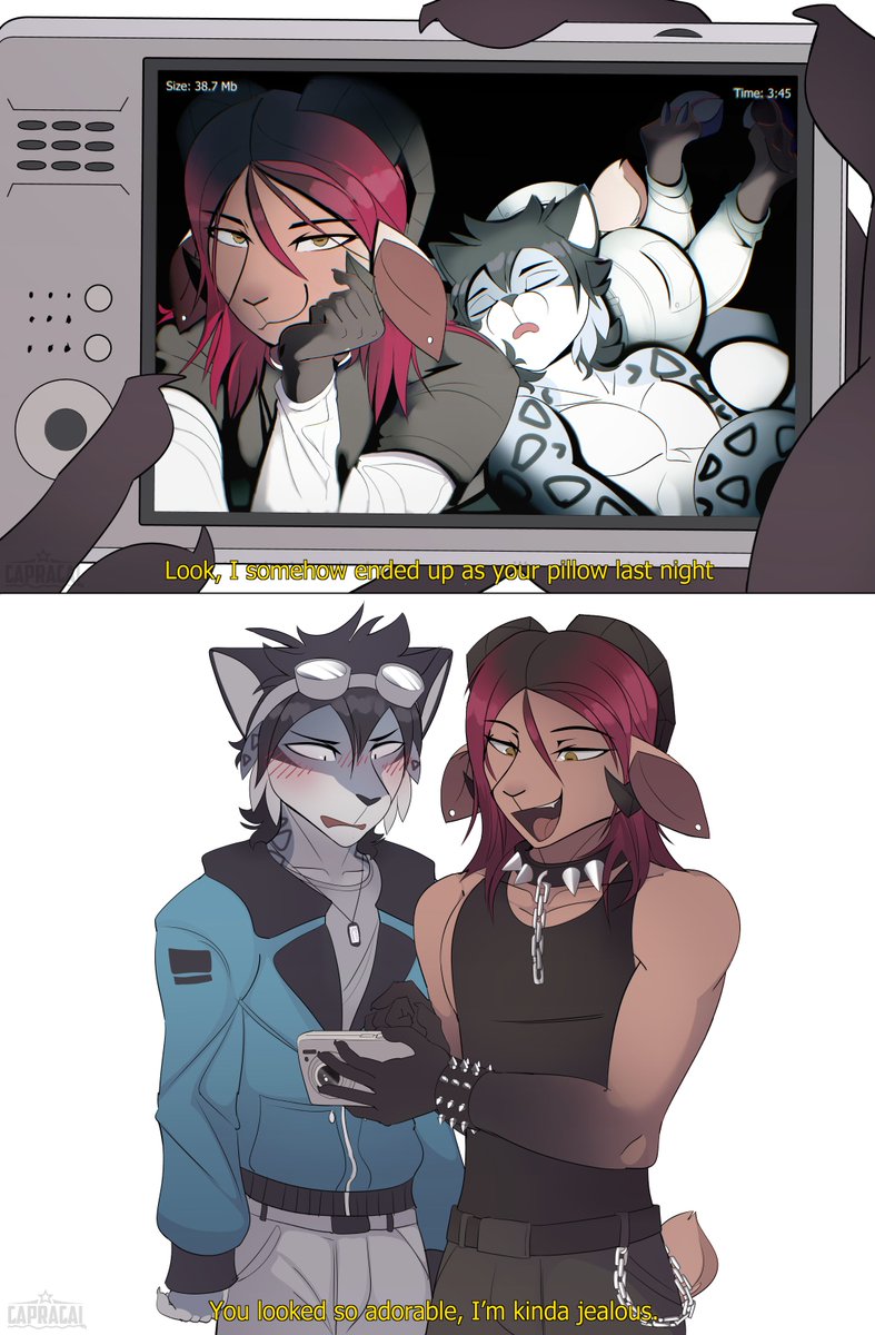 Capracai tweet media