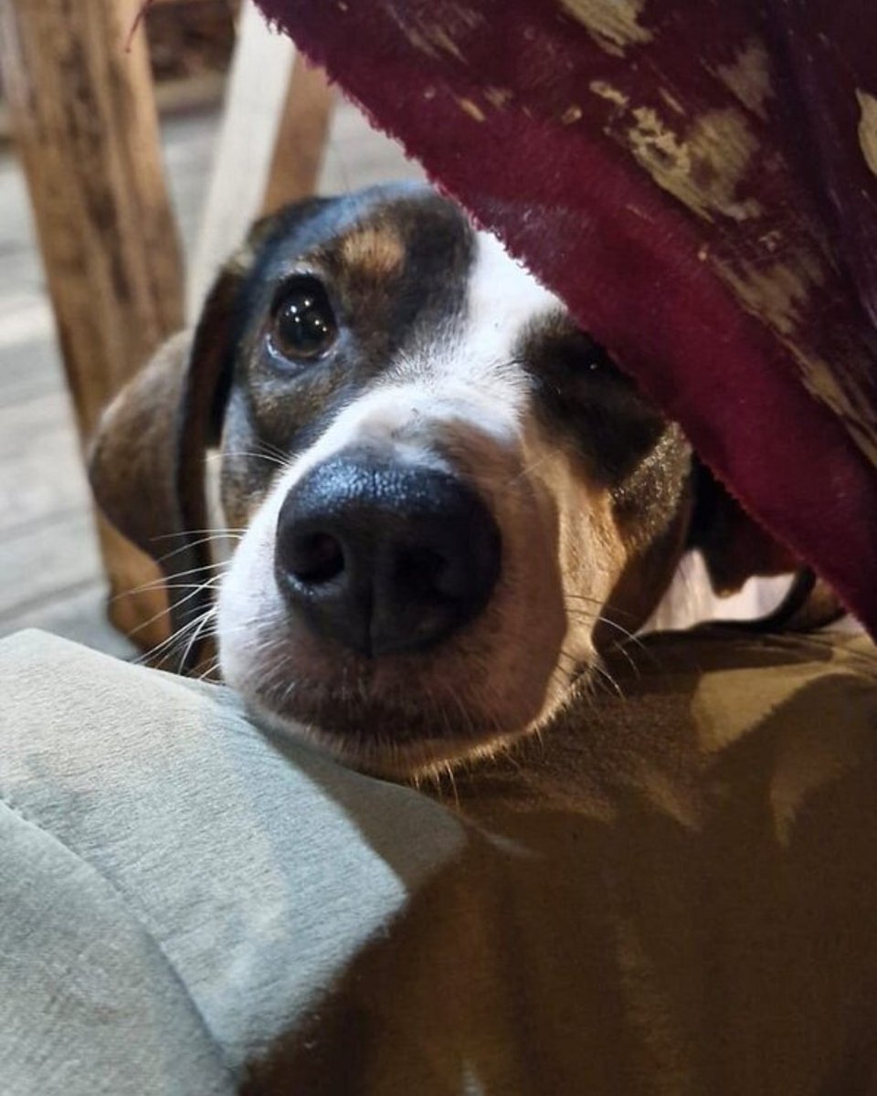 Tripadvisor's tweet image. No, sorry, I can&apos;t hang out, I have dinner plans with my dog in Costa Rica. 📍Soda &amp;amp; Restaurante Rodríguez