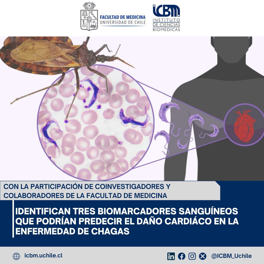 Tres biomarcadores sanguíneos podrían predecir el daño cardíaco en la enfermedad de #Chagas 🫀
El estudio, publicado en Journal of Infection (FI 11.9), contó con participación de los doctores Inés Zulantay y Werner Apt, del Núcleo de Biología y Genética del ICBM-UChile.