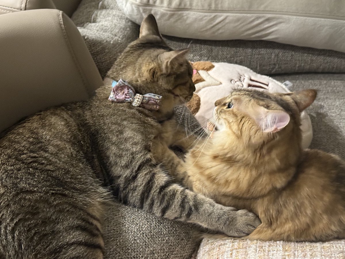 踏ん張り方を見習い中(茶トラ) 踏ん張り方を見習い中(茶トラ) 踏ん張り方を見習い中(茶トラ