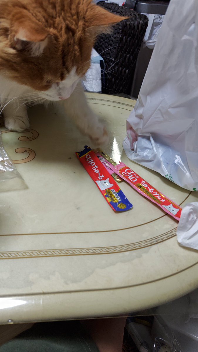 いいえ、やってません
ちゅーるがひとりでにこっちに動きました 