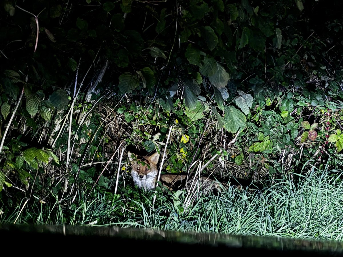 quantockenviro's tweet image. Spot my new friend #Quantocks