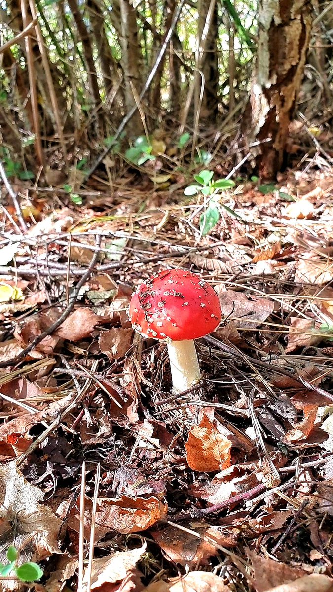 My first Amanita muscarias/Fly agarics this season. <a href="/ukfungusday/">UK Fungus Day</a> <a href="/WildlifeTrusts/">The Wildlife Trusts</a> <a href="/ForestryComm/">Forestry Commission</a> #Norfolk