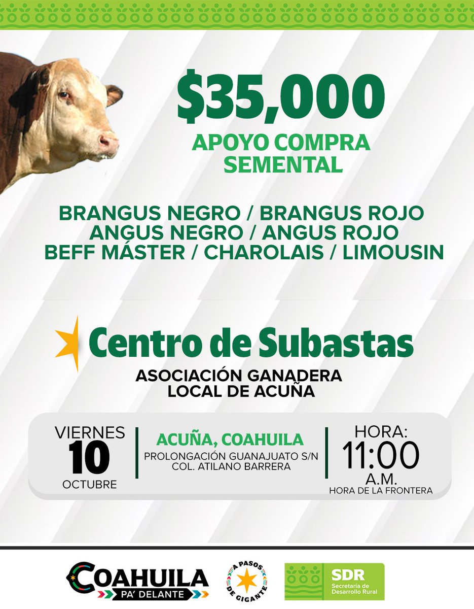 ¡Atención productores ganaderos! Este viernes 10 de octubre en el Centro de Subastas de Acuña habrá apoyo de $35,000 para la compra de sementales 🐂 #CoahuilaPaDelante #APasosDeGigante