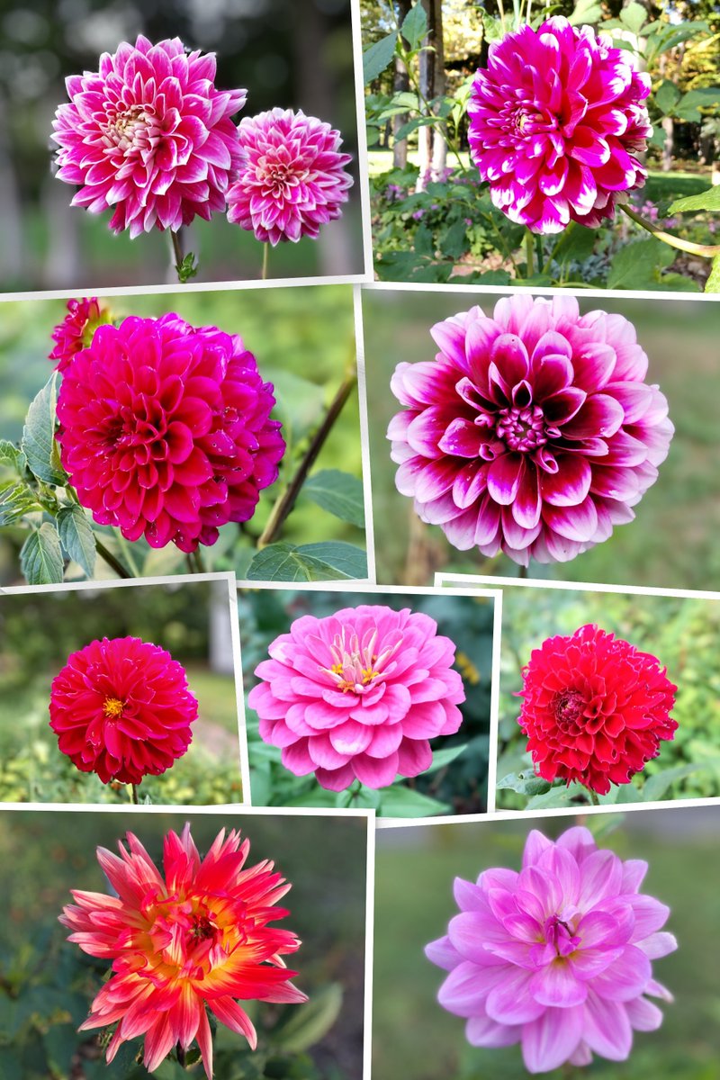 おはようございます 🌼🌅

ダリア  flower collage