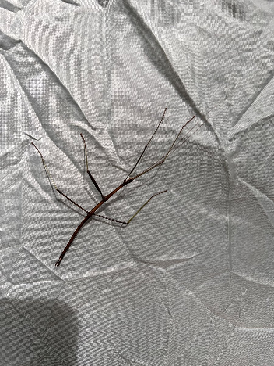 NinjaRop3s's tweet image. Found a stick bug while camping attached to my tent, I set it free in the grass near some leaves to munch on.  Captured with iphone. 

#stickbug #nature #camping #mountains #iphone