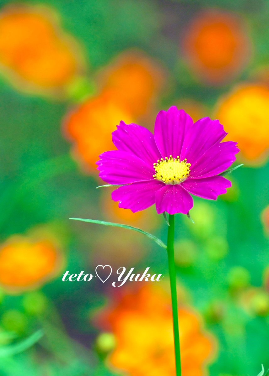 来夢来人 (@YxJTlKN6BDVgi2a) / Posts / X