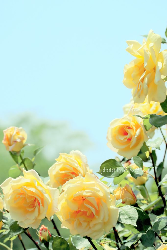 秋薔薇が好きꕤ𓈒𓂂◌
お気に入りの過去📷´-
                                #Photography