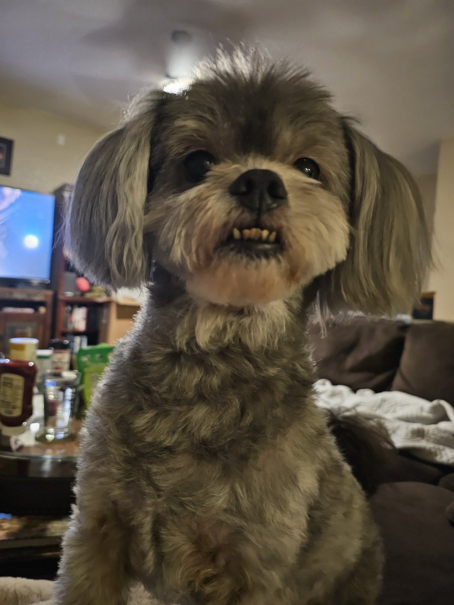 Got any games on your phone? 🐶