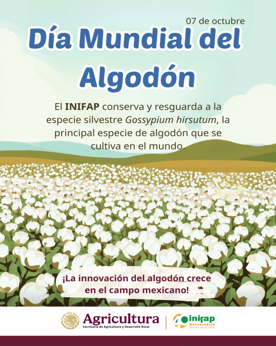 inifap's tweet image. 🌍México es el centro de origen del Gossypium hirsutum, la especie de #algodón más cultivada en el mundo (95% de la superficie destinada a este cultivo).

🌱🧬En el INIFAP conservamos y resguardamos esta especie, así como 11 especies silvestres nativas de México