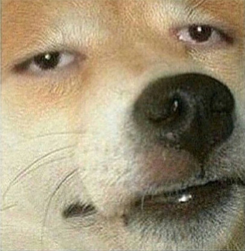 ChampionsOTIce2's tweet image. We literally euthanize dogs for less.