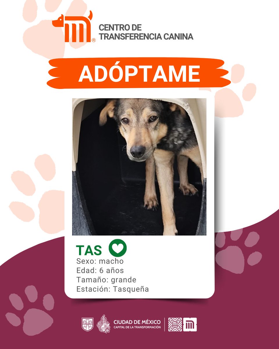 ¡Conoce a Tas! Tiene 6 años y es de tamaño grande. Fue rescatado de las vías del <a href="/MetroCDMX/">MetroCDMX</a> Tasqueña de L2.

Está listo para encontrar un nuevo hogar y regalarte mucho cariño. ¿Le das la oportunidad de ser parte de tu vida?🏡 

Consulta: bit.ly/41Z16Cd #AdoptaMetro 🐶🐾