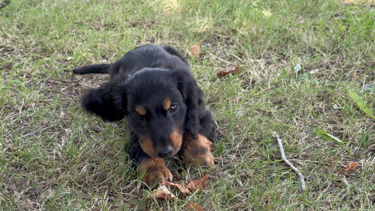 iLayerz's tweet photo. Oh mais c’est vrai que j’ai un peu délaissé ce réseau ces derniers temps, du coup vous savez pas…
Voici le pôtit chien qu’on a adopter récemment ❤️

#chien #dogs https://t.co/DOyFYfvSL3