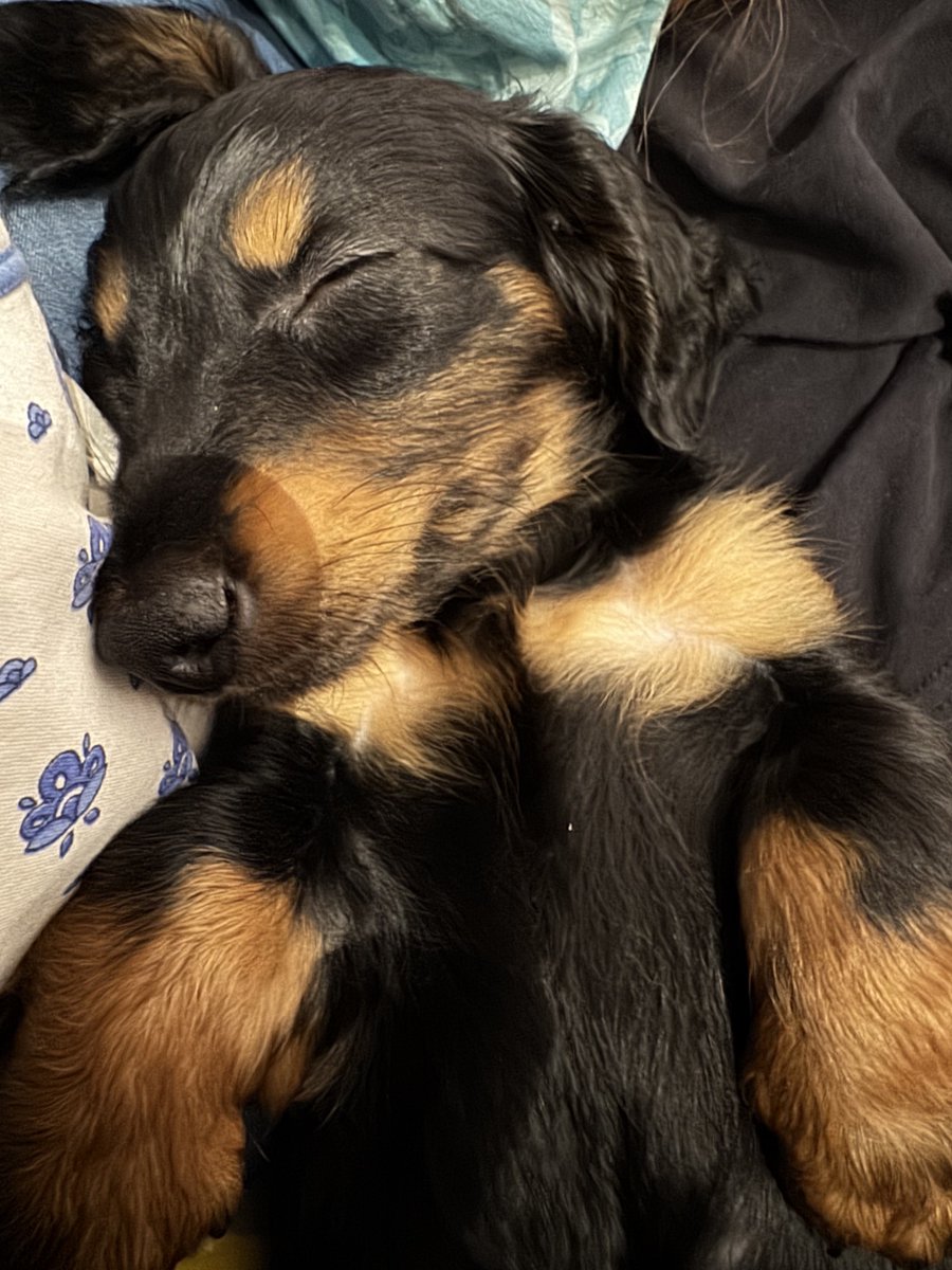 iLayerz's tweet photo. Oh mais c’est vrai que j’ai un peu délaissé ce réseau ces derniers temps, du coup vous savez pas…
Voici le pôtit chien qu’on a adopter récemment ❤️

#chien #dogs https://t.co/DOyFYfvSL3