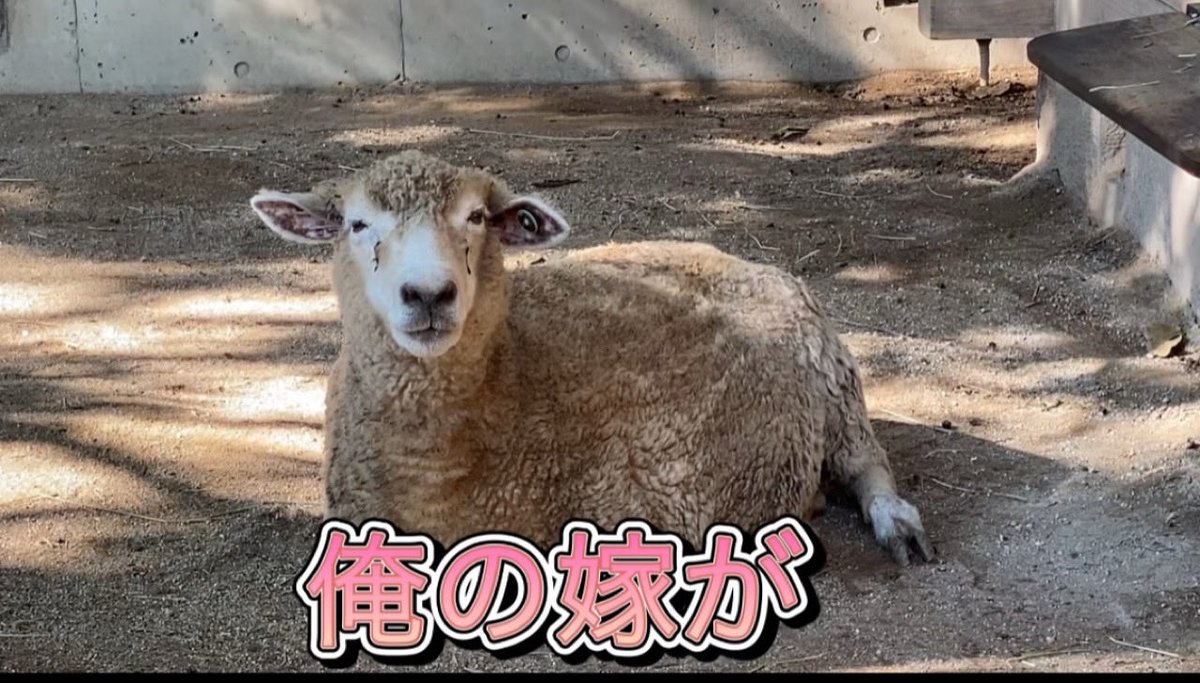 毎日コリス tweet media