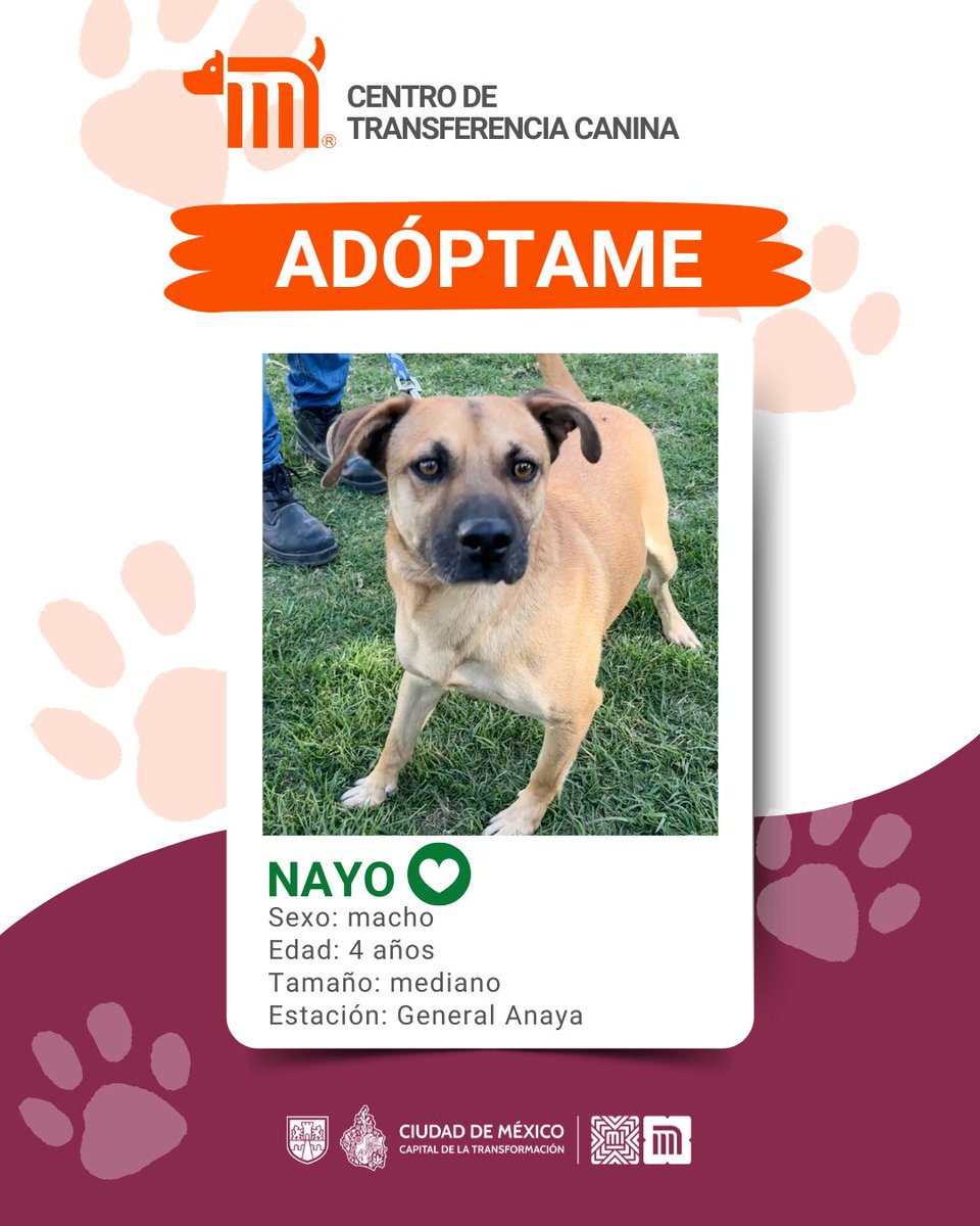¿Oye, ya conoces a Nayo? 🐶🦴

Un perrito de tamaño mediano que llegó al  #CTCDelMetro para encontrar una nueva y bonita familia; tiene 4 años, es amoroso y travieso.

 ¿Quieres adoptarlo y hacerlo muy feliz?, consulta: bit.ly/41Z16Cd #AdoptaMetro 🐾🏡.
